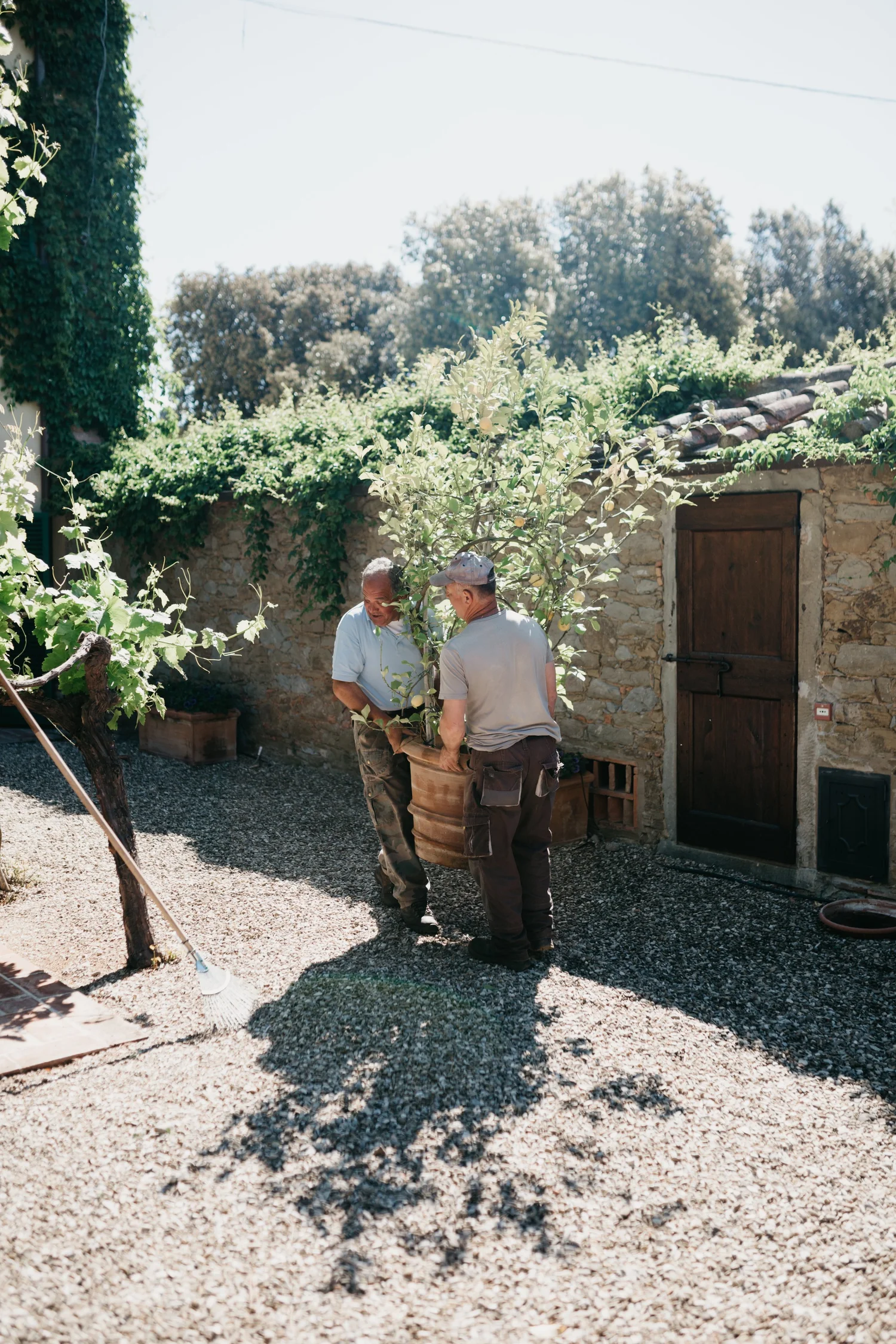 Two men carrying a potted tree across a sun-lit courtyard